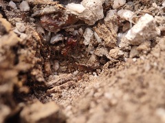 Pheidole obtusospinosa