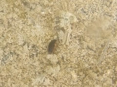 Tropisternus lateralis