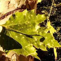 Platanus