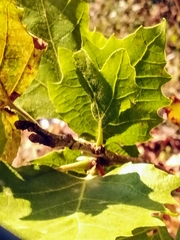 Platanus