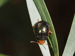 Calomela ruficeps