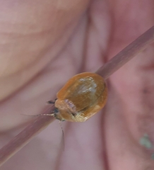 Paropsisterna cloelia