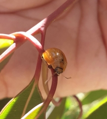 Paropsisterna cloelia