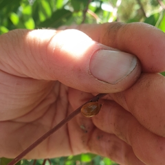 Paropsisterna cloelia