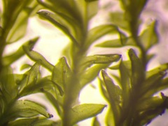 Dichodontium pellucidum