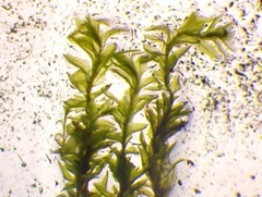 Dichodontium pellucidum