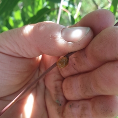 Paropsisterna cloelia