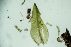 Dichodontium pellucidum