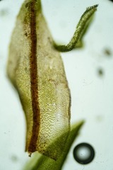 Dichodontium pellucidum