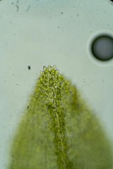 Dichodontium pellucidum