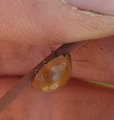 Paropsisterna cloelia
