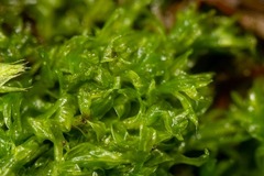 Dichodontium pellucidum