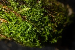 Dichodontium pellucidum