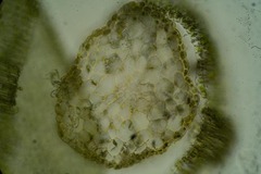 Dichodontium pellucidum