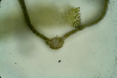 Dichodontium pellucidum