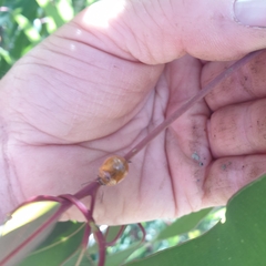 Paropsisterna cloelia