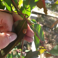 Paropsisterna cloelia