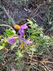 Solanum virginianum