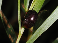 Calomela ruficeps