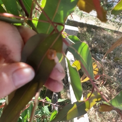 Paropsisterna cloelia