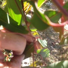 Paropsisterna cloelia