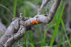 Tremella