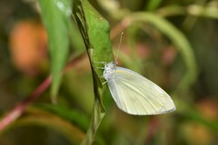 Pieris rapae crucivora