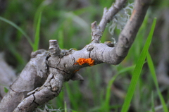 Tremella