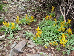 Corydalis sewerzowii