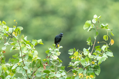 Melaenornis pammelaina