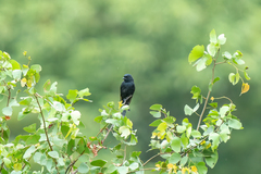 Melaenornis pammelaina