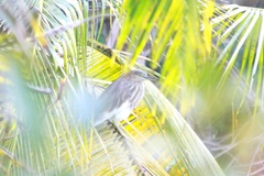 Ardeola grayii