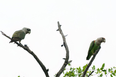 Poicephalus fuscicollis
