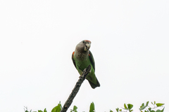 Poicephalus fuscicollis