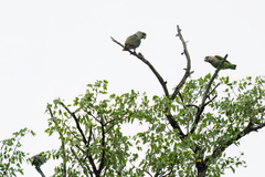 Poicephalus fuscicollis