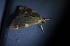 Rehimena