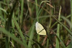 Pieris rapae crucivora
