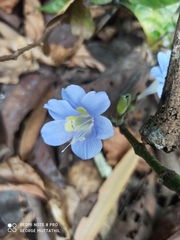 Barleria courtallica