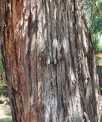 Eucalyptus cephalocarpa