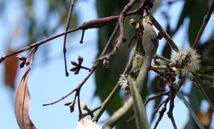 Eucalyptus cephalocarpa