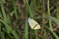 Pieris rapae crucivora