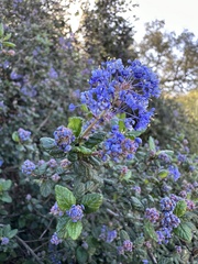 Ceanothus impressus nipomensis