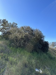 Ceanothus impressus nipomensis