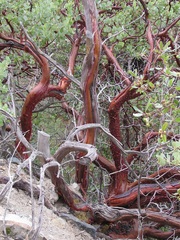Arctostaphylos glandulosa