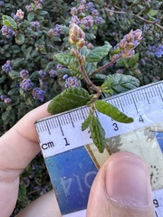 Ceanothus impressus nipomensis