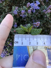 Ceanothus impressus nipomensis