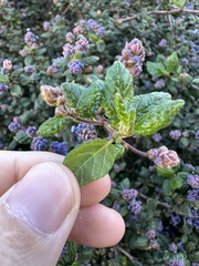 Ceanothus impressus nipomensis