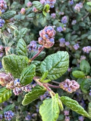 Ceanothus impressus nipomensis
