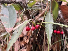 Ardisia