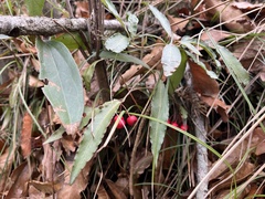 Ardisia